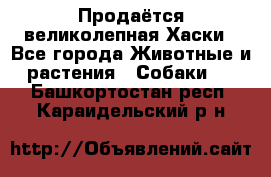 Продаётся великолепная Хаски - Все города Животные и растения » Собаки   . Башкортостан респ.,Караидельский р-н